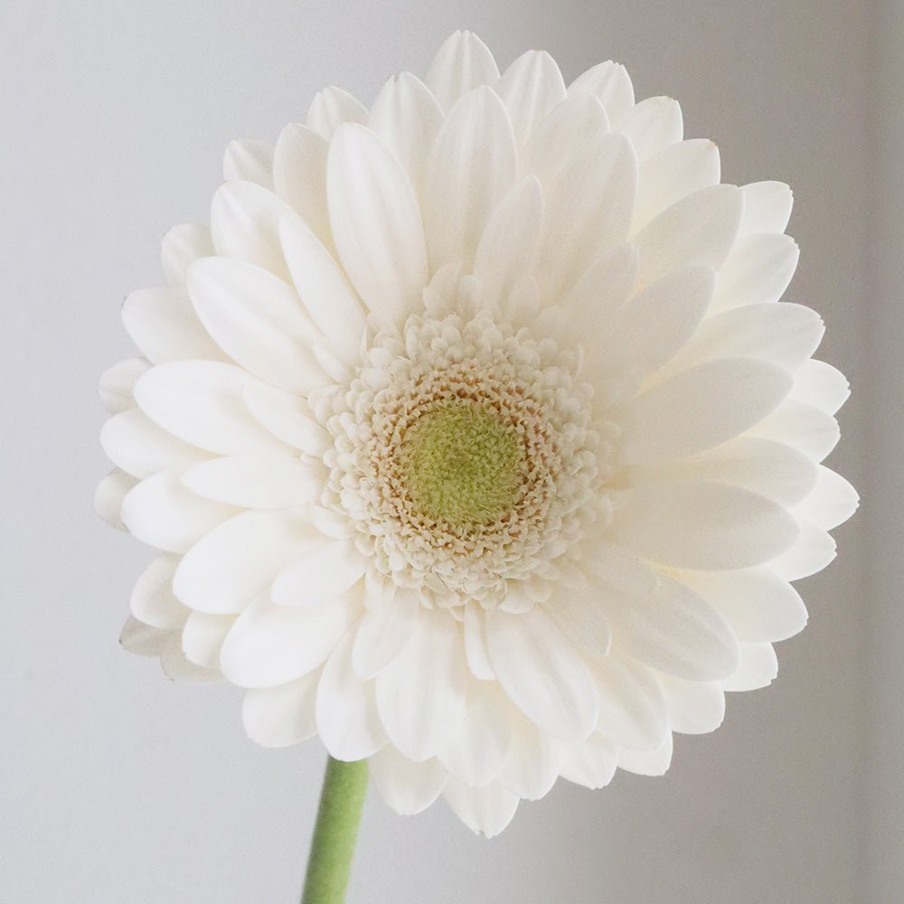 白色ガーベラ:希望を胸に。 - FAINTONE BLOOM