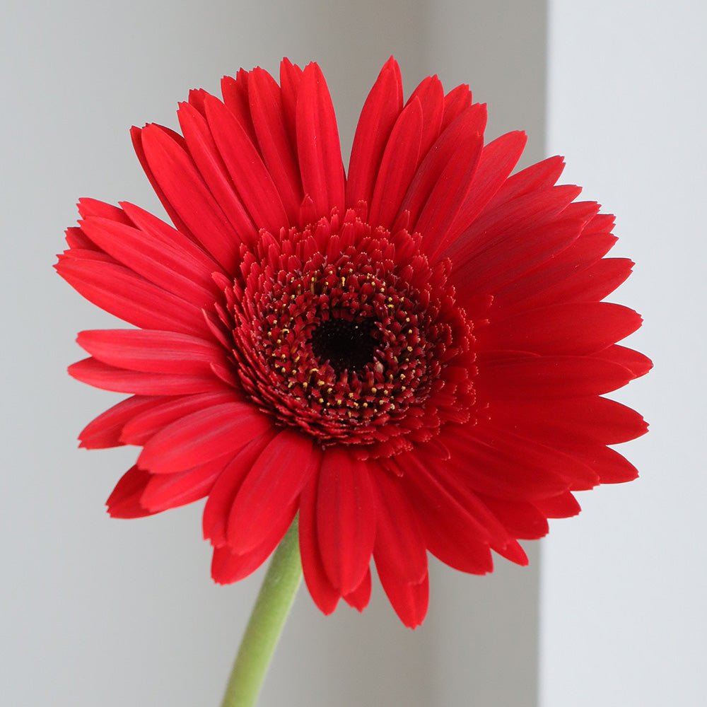 赤色ガーベラ:あなたの情熱が、これからも道を切りひらきますように。 - FAINTONE BLOOM