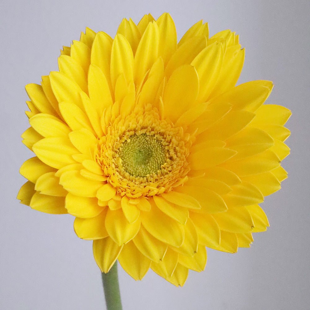 黄色ガーベラ:笑顔と前向きな気持ちが、毎日を照らしますように。 - FAINTONE BLOOM