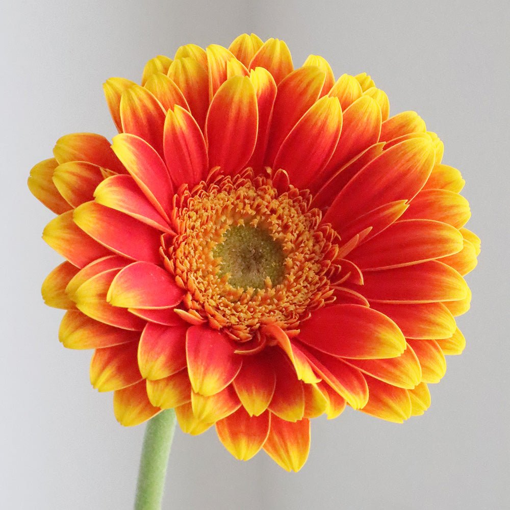 オレンジガーベラ:あなたの明るさが、まわりを元気にしています。 - FAINTONE BLOOM