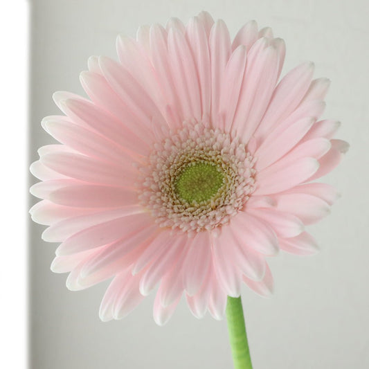 ピンクガーベラ:いつもありがとう。その優しさに感謝しています。 - FAINTONE BLOOM